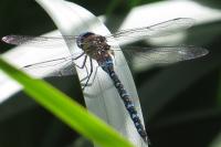 Aeshna mixta