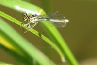 Platycnemis pennipes