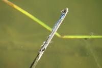 Erythromma lindenii