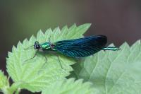 Calopteryx virgo