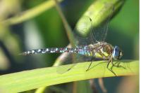 Aeshna mixta