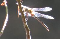 Aeshna mixta