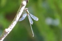 Chalcolestes viridis
