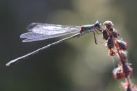 Chalcolestes viridis