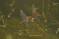 Sympetrum fonscolombii