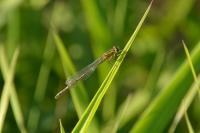 Ischnura elegans