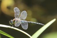 Aeshna mixta