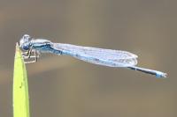 Erythromma lindenii
