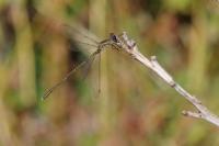 Chalcolestes viridis