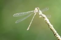 Chalcolestes viridis