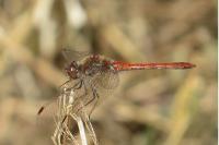 Sympetrum striolatum