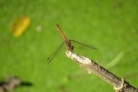 Sympetrum