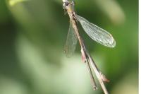 Chalcolestes viridis