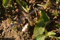 Sympetrum striolatum