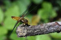 Libellula depressa