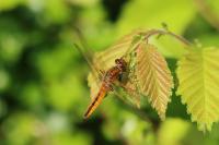 Libellula fulva