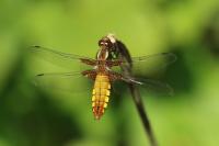 Libellula depressa