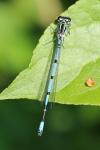 Coenagrion puella