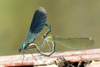 Calopteryx splendens
