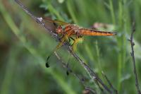 Libellula fulva