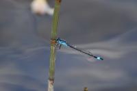 Ischnura elegans