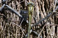 Gomphus pulchellus
