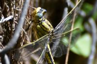 Gomphus pulchellus