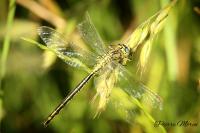 Gomphus pulchellus