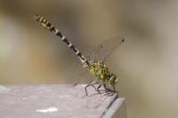 Onychogomphus forcipatus