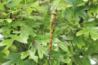 Aeshna affinis