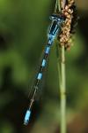Coenagrion scitulum