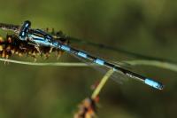 Coenagrion scitulum