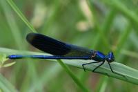 Calopteryx splendens