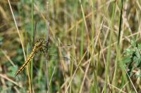 Orthetrum cancellatum
