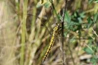 Orthetrum cancellatum