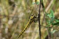Orthetrum cancellatum