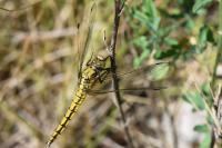 Orthetrum cancellatum