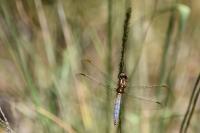 Orthetrum coerulescens