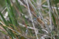 Lestes sponsa