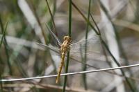 Orthetrum coerulescens