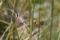 Orthetrum coerulescens