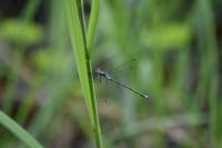 Lestes sponsa
