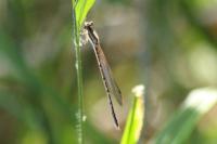 Sympecma fusca