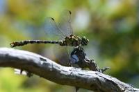 Onychogomphus forcipatus