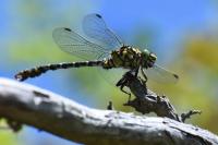 Onychogomphus forcipatus