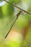 Chalcolestes viridis