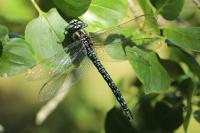 Brachytron pratense