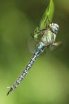 Brachytron pratense