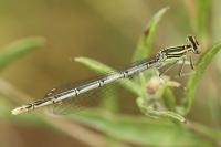 Platycnemis pennipes