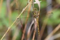 Sympetrum striolatum